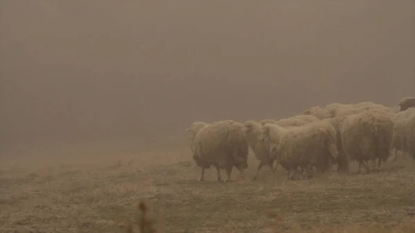 Manada de ovelhas brancas cruzando o campo de grama amarela no fundo nebuloso. Atingido. Rebanho de ovelhas que passam na frente do campo seco nebuloso . — Fotografia de Stock