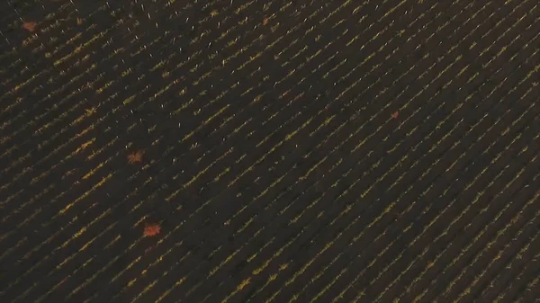 Vista aérea sobre campos agrícolas e rodoviários. Atingido. Vista aérea abstrata de campos fotografados verticalmente, estrada serpentina e árvores . — Fotografia de Stock