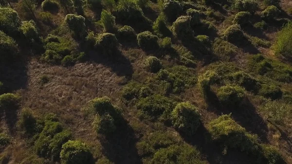 Klumpar av gräs längs vägen liknar fairy glada igelkottar klättra längs bergsväg till toppen av Alperna på bakgrunden av solnedgången. Skott. Naturen grönt gräs bakgrund ovanifrån — Stockfoto