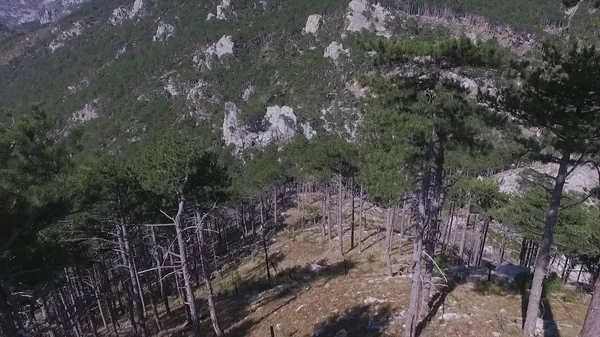 Hösten skogen Flygfoto. Skott. Barrskogen träd bakgrund dimmigt vilda skogen landskap resa koncept. Overhead Flygfoto över en evergreen fjällskog — Stockfoto