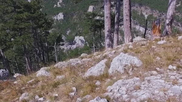 Autunno foresta vista aerea. Gli hanno sparato. Conifera Foresta albero Sfondo nebbioso bosco selvatico paesaggio Concetto di viaggio. Vista aerea aerea di una foresta montana sempreverde — Foto Stock