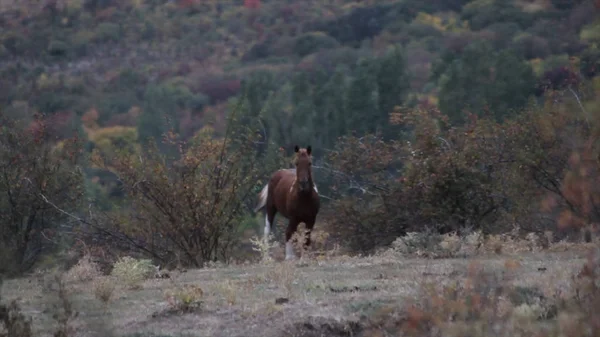 Gyönyörű ló nézett kamera mezőben. Lövés. Zár-megjelöl-ból ló látszó-on fényképezőgép-ló, háttérben a mezőben. Egy ló egy mezőt jobbra néz a kamerába. — Stock Fotó
