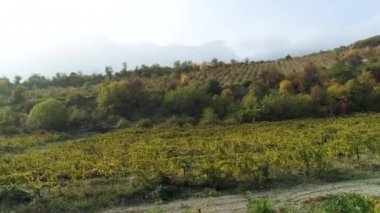 Genç üzüm bağ satırları. Eski üzüm bağları ile kırmızı şarap üzüm. Güzel doğal üzüm bağları gündoğumu.