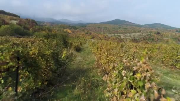 Pôr do sol bonito sobre campos de vinha, fundo de montanhas. Atingido. Colheita de vinha na estação de outono, vista aérea de um drone — Vídeo de Stock