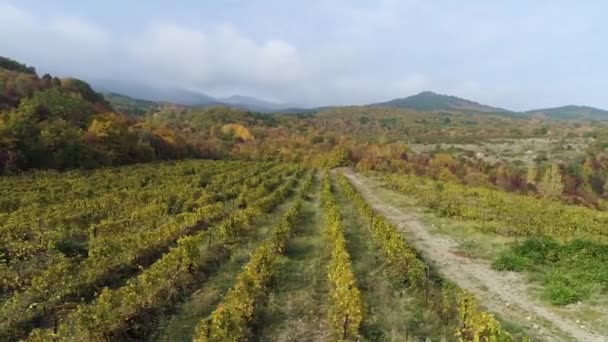 Junge Trauben Rebzeilen. alte Weinberge mit Rotweintrauben. Schuss. schöne landschaftlich reizvolle Weinberge bei Sonnenaufgang — Stockvideo