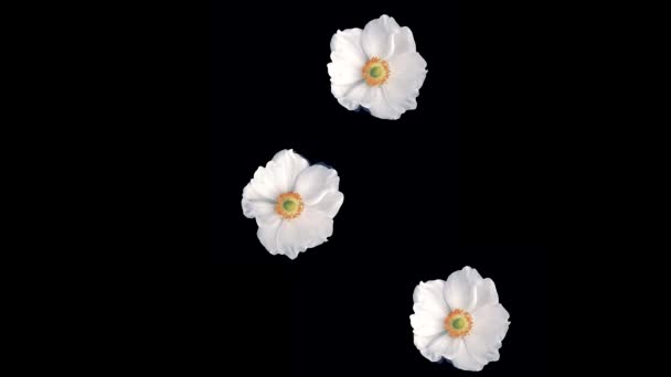 Animación volando de flores realistas brotes sobre fondo negro. Animación sin costuras de colorido gráfico de movimiento de flores con textura de patrón de fondo de flor — Vídeos de Stock