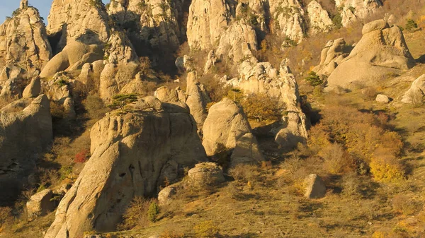 Edelweiss bir panorama olarak Alpleri'nde akşam güneşin kayaya. Vurdu. Dağ Vadisi rock ağaç manzarası. Dağ Vadisi dağ rock. Dağ Vadisi rock görünümü. Kurtlar Vadisi gerçekleşecek güneş — Stok fotoğraf