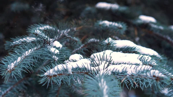 Piękne Zimowe naturalne podłoże. gałęzie drzewa sosny pokryte śniegiem. Mrożone drzewo gałąź w zimowym lesie. Zbliżenie na Coniferous pokryte szron rano. Selektywny fokus — Zdjęcie stockowe