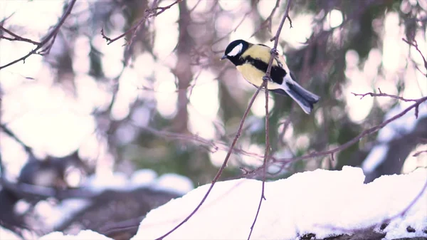 Gros plan pour une jolie mésange jaune assise sur une branche enneigée d'un arbre, puis s'envolant au-dessus d'un fond flou. Petit oiseau volant loin de l'hiver, branche d'arbre neigeux au ralenti . — Photo