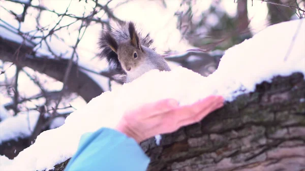 Close up for gray squirrel on snowy branch hasitating to approach to woman hand in a winter park. Lovely gray squirrel on snowy tree is afraid of woman hand.