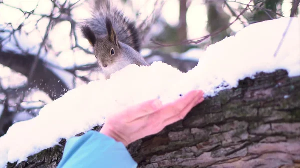 Close up for gray squirrel taking nut carefully from human hand on a snowy tree branch in winter. Squirrel sitting on a snowy tree branch and eating peanut from hand in red mitten in winter park.