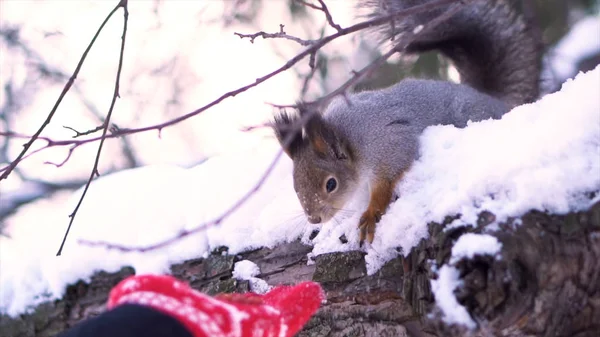 Close up for gray squirrel on snowy branch hasitating to approach to woman hand in a winter park. Lovely gray squirrel on snowy tree is afraid of woman hand. — Stock Photo, Image