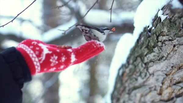 Cierre para arriba para un pequeño pájaro del nuthatch que toma la nuez de una mano del hombre en la manopla roja en bosque del invierno. Lindo pájaro come nuez en la palma en rojo, manopla de punto sobre el fondo de los árboles borrosos . —  Fotos de Stock