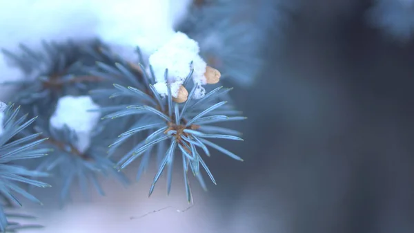 Zimní pozadí, zavřít do zasněžených smrkové větve. Krásná, modrá větev stromu Vánoce Sníh nad rozostření, šedé pozadí. — Stock fotografie