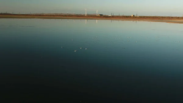 Aerial for many birds flying above the lake in sunset. Shot. Silhouetted flock of wild ducks soaring above dark blue water against bright sun and blue sky. — Stock Photo, Image