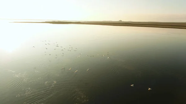 Antenn för många fåglar flyger över sjön i solnedgången. Skott. Siluett flock änder sväva ovanför mörka blå vatten mot ljusa sol och blå himmel. — Stockfoto