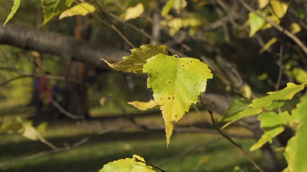Goldene, gelbe und grinsende Blätter, die im Wind über die grünen Bäume im Park wehen, herbstlicher Hintergrund. welkendes Laub im Wind, früher Herbst. — Stockfoto