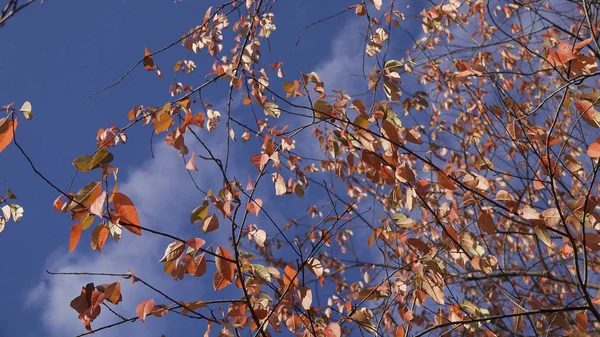 Goldene, gelbe und orangefarbene Blätter wehen im Wind über den blauen, bewölkten Himmel, den herbstlichen Hintergrund. welkendes Laub im Wind, früher Herbst. — Stockfoto