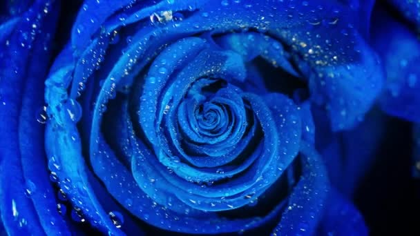 Pohled shora krásné abstraktní růže modré rotační, bezešvé smyčka. Detailní záběr na spřádání poupě kapkami vody. — Stock video