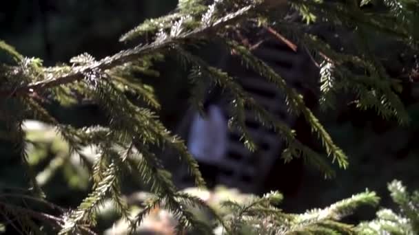 Homme marchant dans les escaliers dans la forêt verte par une journée ensoleillée. Des images. Gros plan pour un beau brunch d'épinette verte au soleil en bois dense et un homme veste blanche descendant les escaliers .