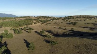 Hava güneşli bir günde araba yeşil Ladin ve çam ağaçları arasında hareket ile kırsal yol için. Vurdu. Yeşil ağaçlar ve geniş yollar ile sarı bir alan güzel manzara.