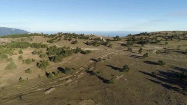 Hava güneşli bir günde araba yeşil Ladin ve çam ağaçları arasında hareket ile kırsal yol için. Vurdu. Yeşil ağaçlar ve geniş yollar ile sarı bir alan güzel manzara.