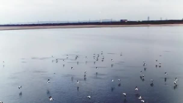 アヒルの群れを飛んでいます ショット 湖の水の上を飛んで黒白アヒルの群れの平面図です 美しい飛行と旋回のカモの群れ — ストック動画