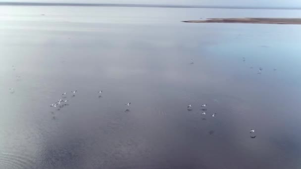 アヒルの群れを飛んでいます。ショット。湖の水の上を飛んで黒白アヒルの群れの平面図です。美しい飛行と旋回のカモの群れ — ストック動画