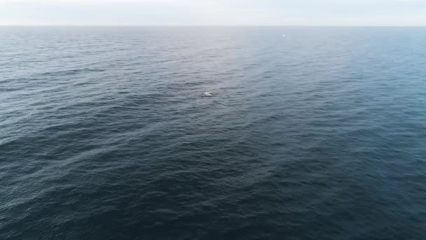 Wild dolphins jump out from water. Shot. Top view on blue ripples of ocean which partially dolphins jumping — Stock Video