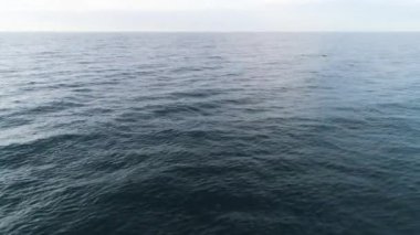Vahşi yunuslar sudan dışarı atlamak. Vurdu. Üstten görünüm mavi okyanus hangi kısmen yunuslar atlama dalgaların.