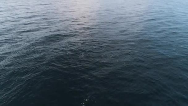 Blick von oben auf wilde Delfine. Schuss. Blick von oben auf erstaunliche wilde Delfine, die aus dem blauen Meer springen. wildes Leben der Meeressäuger. Offene See mit Delfinen — Stockvideo