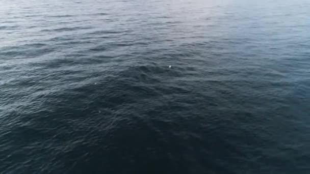 Вид зверху на диких дельфінів. Постріл. Вид зверху дивовижні дикі дельфіни вистрибують з блакитного моря. Дике життя морських ссавців. Відкрите море з дельфінами — стокове відео