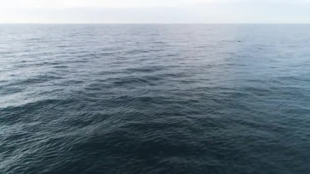 Дикі дельфіни вистрибують з води. Постріл. Вид зверху на блакитні брижі океану, які частково стрибають дельфінами — стокове відео