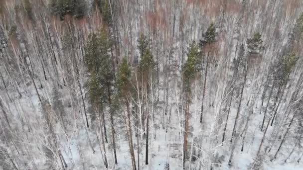 Вид зверху на змішаний ліс взимку. Запас. Вид зверху людини занурює все або подрібнює дрова в густий змішаний ліс в морозну зимову погоду — стокове відео