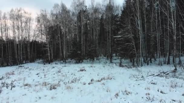 Pohled shora smíšený les v zimě. V UK. Pohled z hustého lesa s břízy a borovice proti zatažené obloze v zimě — Stock video