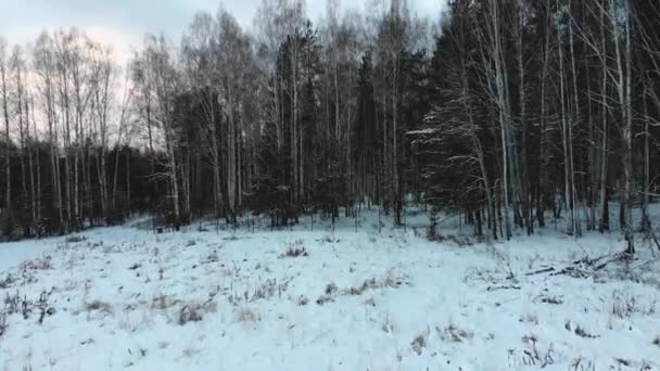 Top view of mixed forest in winter. Stock. View of dense forest with birches and pines against cloudy sky in winter — ストック動画