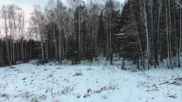 Vista superior da floresta mista no inverno. Estoque. Casal em passeio na floresta, olhando para a espessura da floresta, de pé no caminho coberto de neve no inverno — Vídeo de Stock