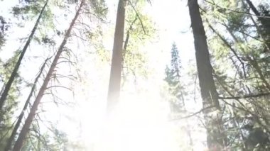 Yemyeşil bitki örtüsü ve parlak güneş ile yaz orman alt görünümü. Görüntüleri. Yeşil Ladin ve çam ağaçları açık gökyüzü görüntülemek aşağıdan.