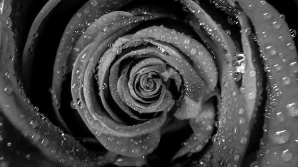 Vue de dessus d'une belle rose noire abstraite tournant, boucle sans couture. Gros plan pour faire tourner le bouton de rose avec des gouttes d'eau . — Video