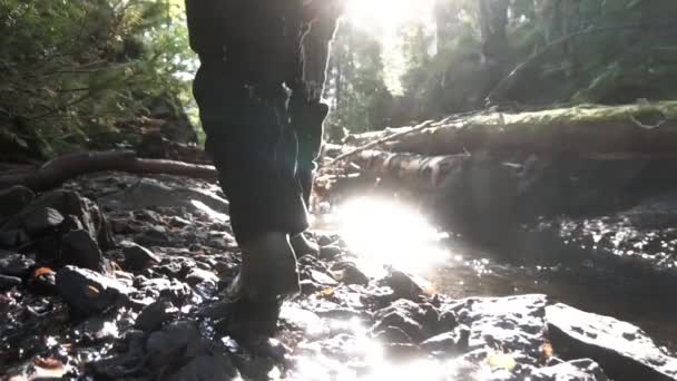 Zadní Pohled Člověka Zeleném Lese Mezi Proudu Jaře Sluneční Světlo — Stock video