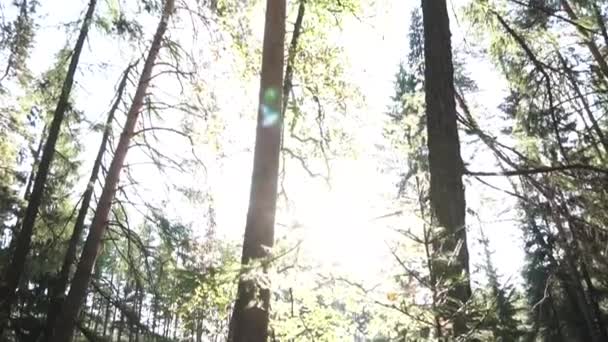 Vista inferior del bosque de verano con exuberante follaje y sol brillante. Filmación. Abeto verde y pinos contra el cielo despejado, vista desde abajo . — Vídeos de Stock