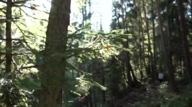 Dal, yeşil çam ormanı, doğa erken sonbaharda güzel bir gün. Görüntüleri. Ağaç dallarının arkasında yoğun orman yürüyüş Beyaz ceketli adamı.