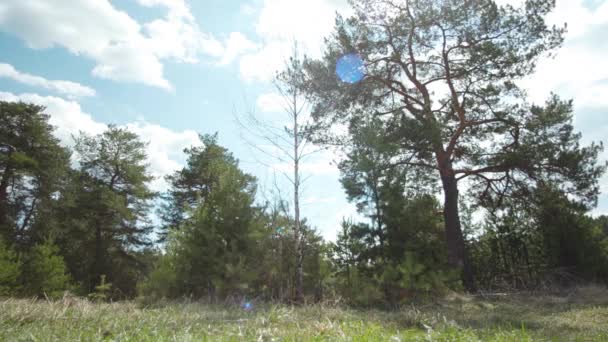 Countryside krajobraz zielonych drzew i krzewów przeciw błękitne niebo. Magazynie. Zielona łąka przed gaju na tle pochmurnego nieba w słoneczny, letni dzień. — Wideo stockowe