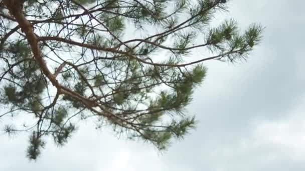 Tall trädgren på blå, molnig himmel bakgrund ovan. Lager. Nära för gröna pine ryggar på trädgren över mulen himmel. — Stockvideo