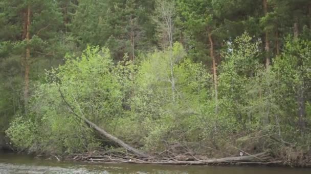 Forêt verte derrière la rivière et troncs d'arbres tombés à cause du vent fort. Des actions. Belle bosquet avec cime ondulée des arbres dans le vent près de vert foncé, rivière calme .