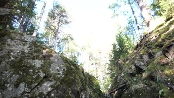 Vista dal basso del canyon con molti alberi su sfondo cielo luminoso. Un filmato. Enormi rocce nella stretta gola contro il cielo blu, vista dal basso . — Video Stock