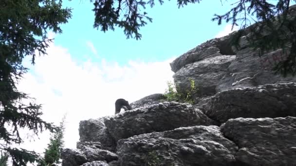 Close-up de escalada masculina alta montanha no fundo das árvores e céu azul, vista de baixo. Filmagem. Visão traseira de um homem escalando pedras, viagens, conceito de estilo de vida esportivo . — Vídeo de Stock