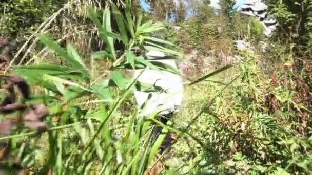 Un hombre caminando en el bosque sobre hierba verde alta en un día soleado de verano. Filmación. Hombre del bosque con chaqueta blanca y un sombrero caminando sobre hierba larga . — Vídeos de Stock