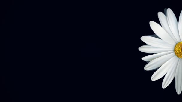 Kamille auf schwarzem Hintergrund. Animation einer abstrakten Kamillenblüte, die auf einem isolierten schwarzen Hintergrund schwebt. Florale Animation klarer und realistischer Grafiken — Stockvideo