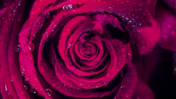 Primeros planos de las rosas de animación. Animación macro de movimiento cíclico de capullo de rosa desenrollándose. Hermosa y colorida animación gráfica de belleza natural de capullo de rosa — Vídeo de stock